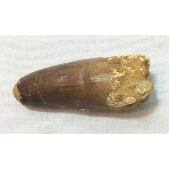 DINOSAURS ROCK® Genuine Spinosaurus Tooth #14 - Giant Exact Dinosaur Tooth you will get! 2 1/2"
