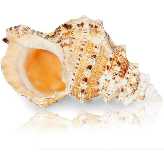 DISEN Large Natural Conch Sea Shell (5 to 7 in.)