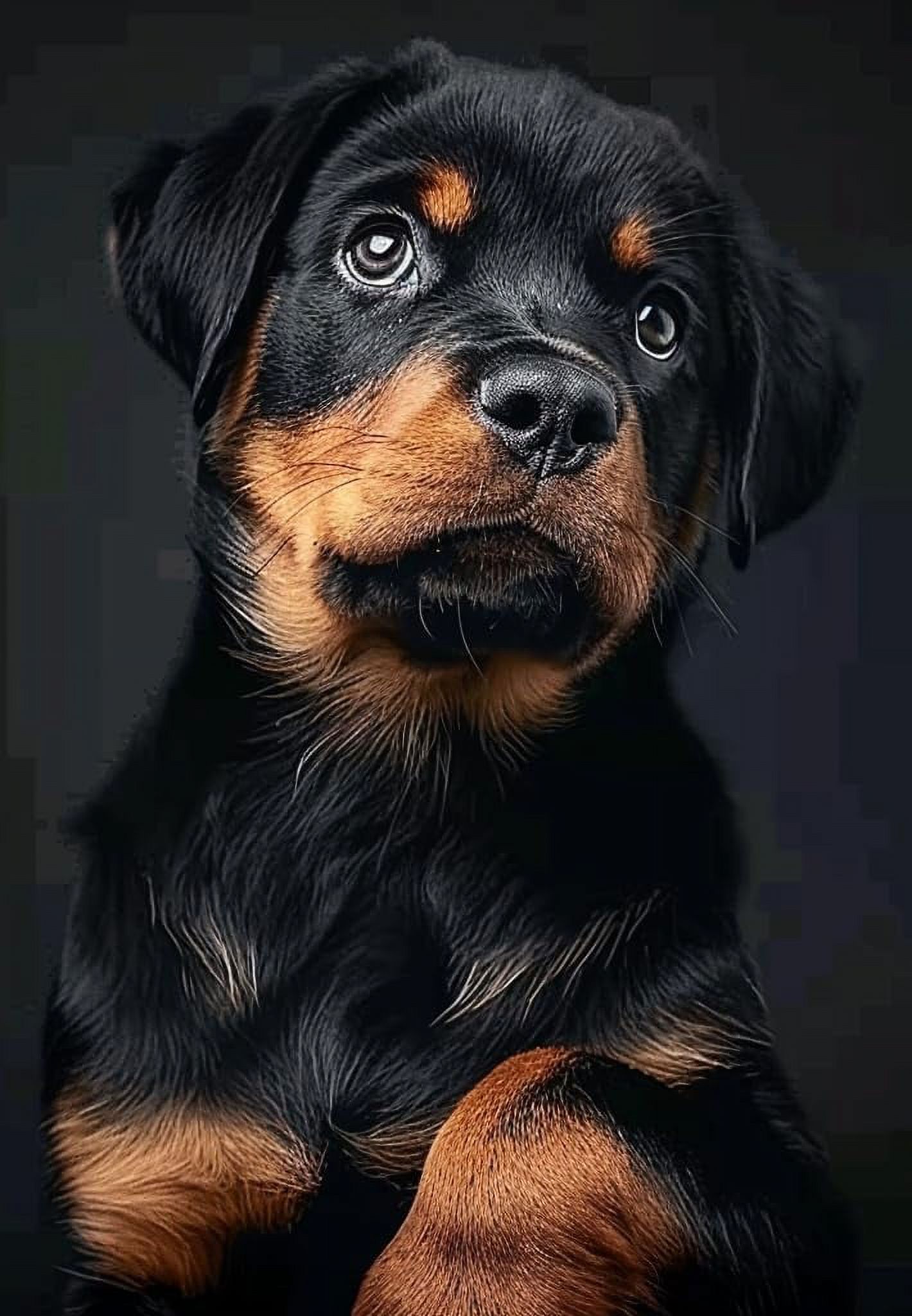 DIY 5D Diamond Art Painting by Number Kits Dog Rottweiler Cross Stitch ...