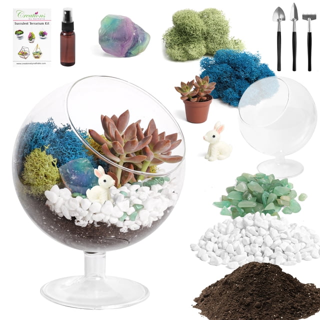 DIY Terrarium Kit for Adults with Live Succulent Plant (Fresh from ...