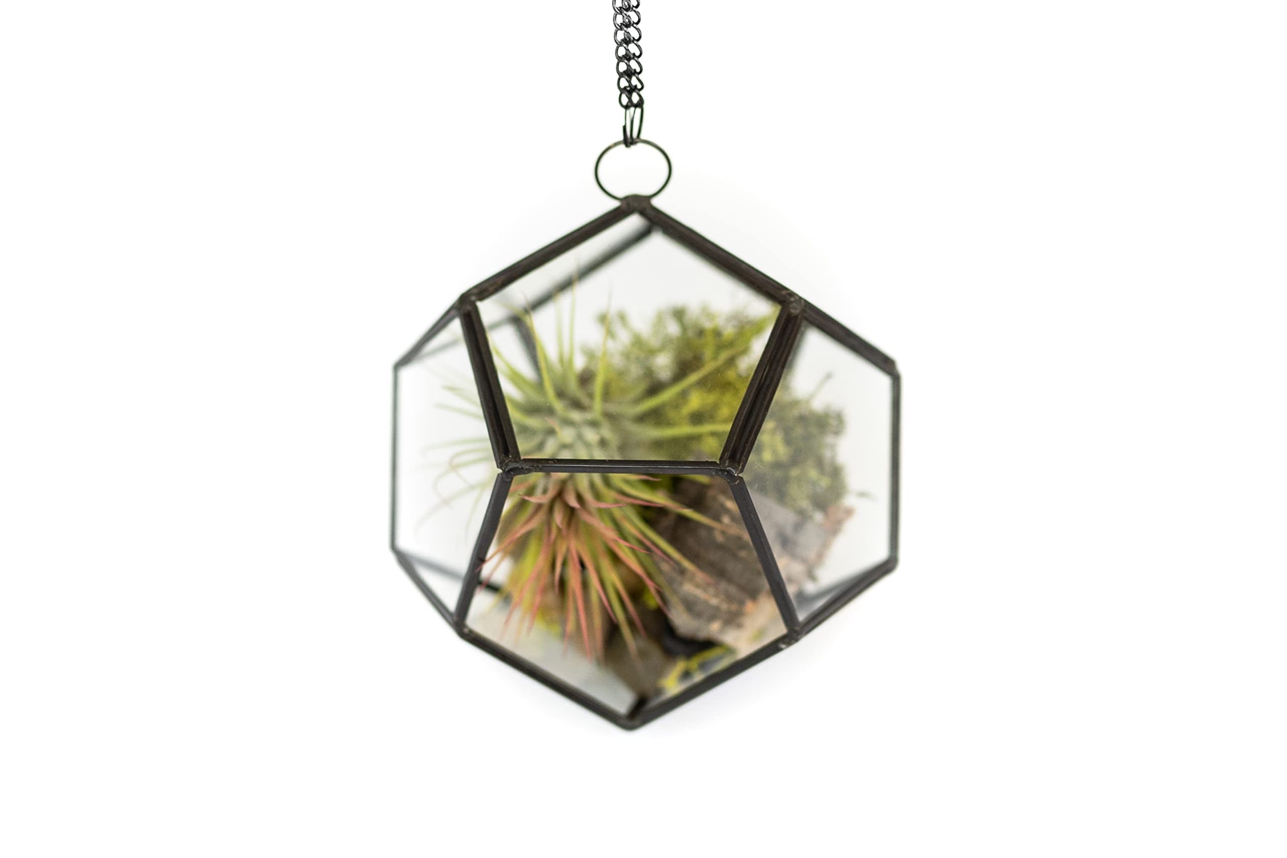 DIY Terrarium Kit with Air Plants - Air Plant Tillandsia Holder - Live Tillandsia Succulent House Plant - Wholesale and Bulk - Home and Garden Decor - Easy Care Indoor and Outdoor Plant (Pentagon)