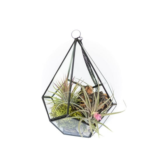 DIY Terrarium Kit with Air Plants - Air Plant Tillandsia Holder Home and Garden Decor - Easy Care Indoor and Outdoor Plant (Pentagon)