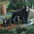 thumbnail image 1 of DLC 62014 Rustic Black Bear & Cubs Shower Curtain - 0.1 x 70.75 x 70.75 in., 1 of 2