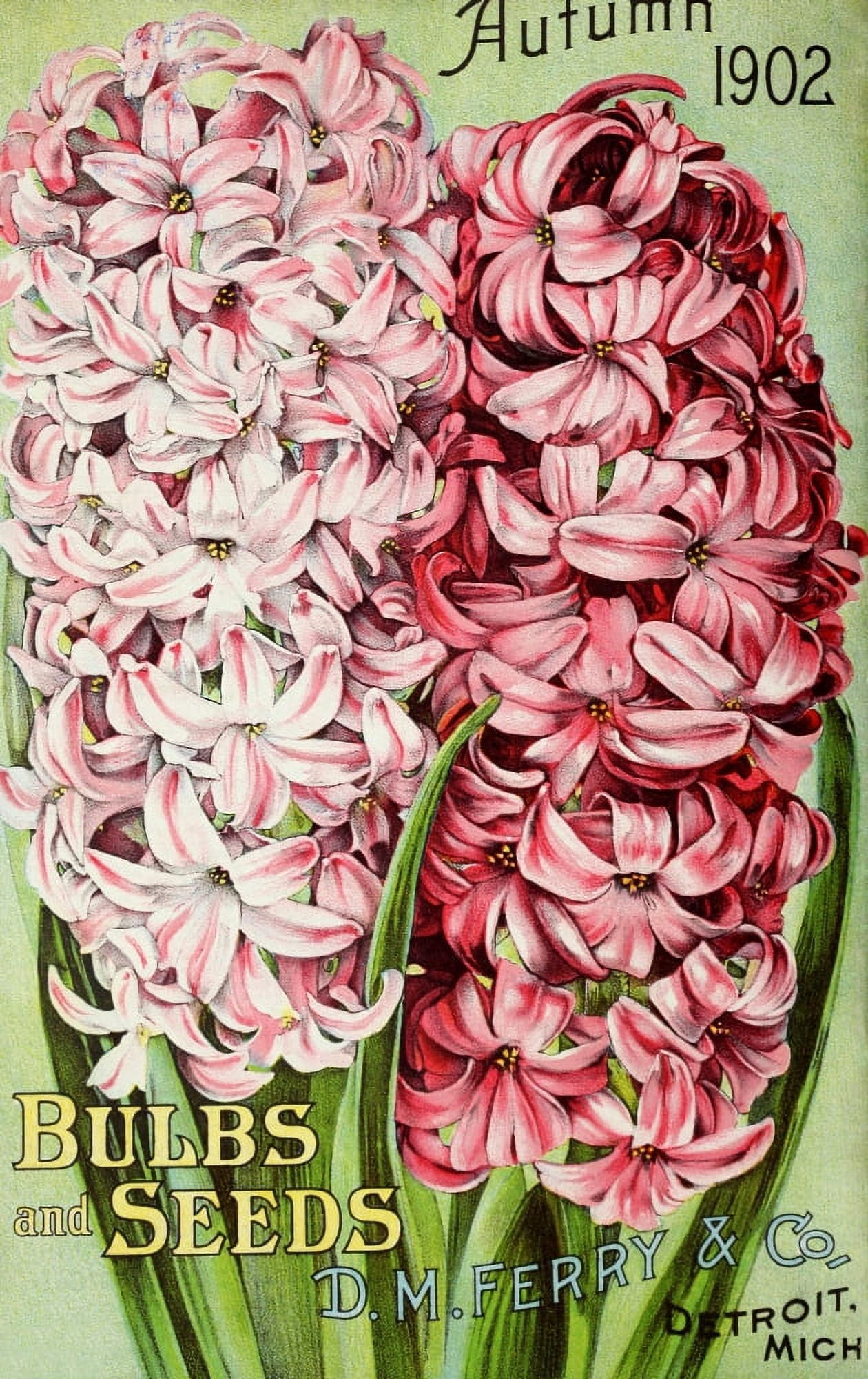 DM Ferry Bulbs & Seed Catalogue 1902 Hyacinths Canvas Art - Unknown (18 x 24)