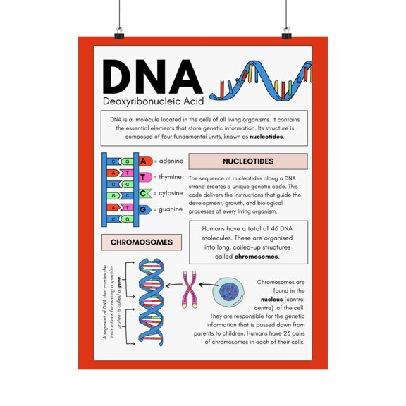 DNA Biology Infographic Wall Art Print