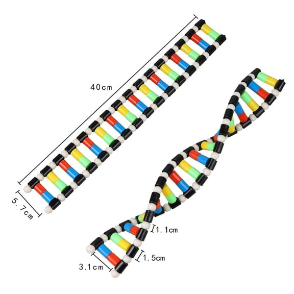 DNA Double Helix Model Kit Educational Science Teaching Aid for Biology Classrooms