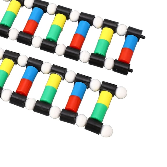 DNA Model Kit, Double Structure for Biology Class Genetic Science Education, 16 Base Pairs