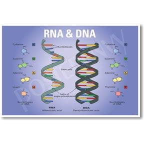 DNA RNA Biology Chart - NEW Classroom Biology POSTER