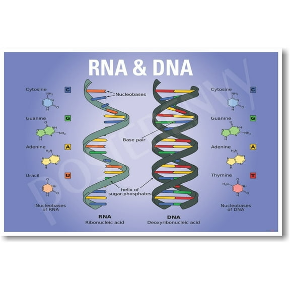 DNA RNA Biology Chart - NEW Classroom Biology POSTER