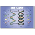 thumbnail image 1 of DNA RNA Biology Chart - NEW Classroom Biology POSTER, 1 of 3