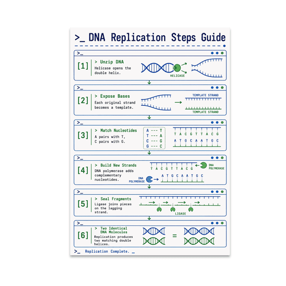 DNA Replication Steps Guide Poster - Homeschool Educators - 13x19 Poster Print