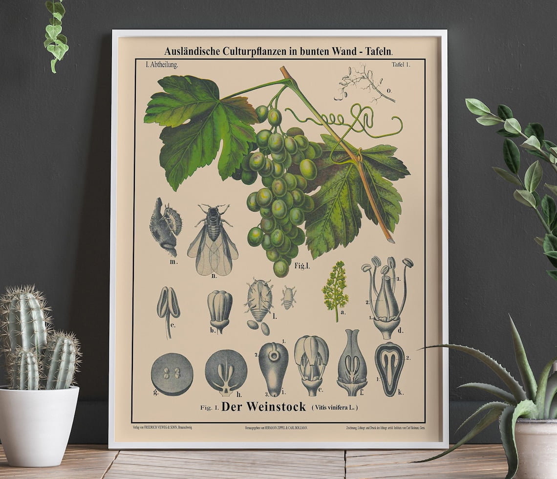 DOPAPRINT Grape Vine Prints Rare Grape Botanical Art For Living Room