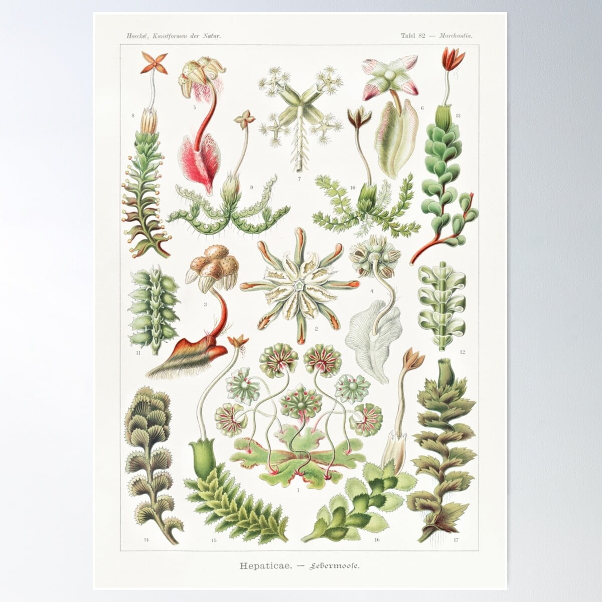 DOPAPRINT Vintage Sea Plant Poster Wall Art, Modern Wall Decor For