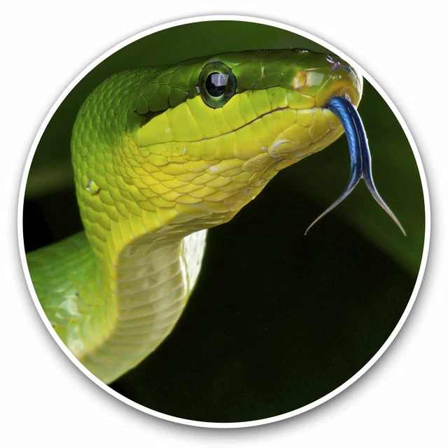 DOPASTICKER Awesome Cool Green Snake Animal Cool Gift Decorative Laptop ...
