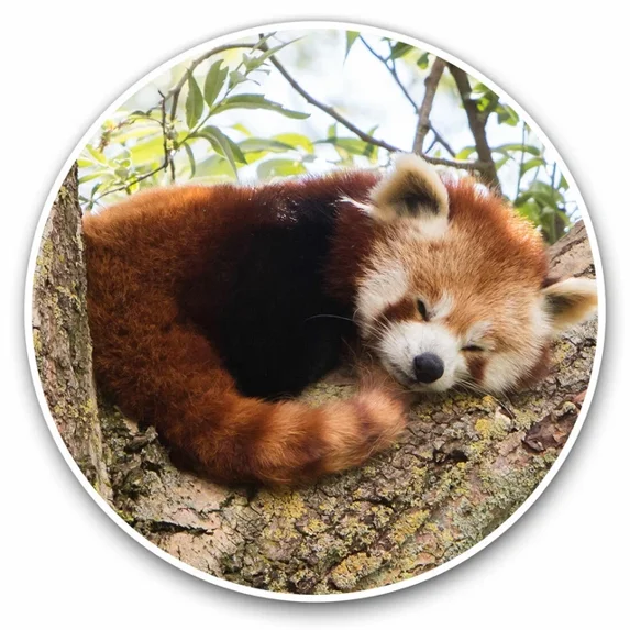DOPASTICKER Beautiful Lesser Red Panda Cool Gift Decorative Laptop ...