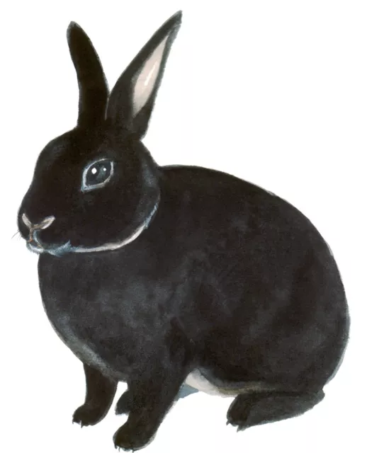 DOPASTICKER Black Rabbit Sticker Bunny Cute Ears Domestic Pet Adopt ...