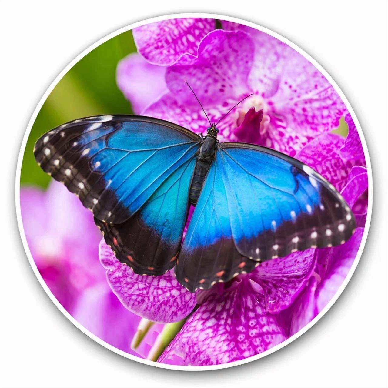 DOPASTICKER Blue Morpho Butterfly Insect Cool Gift Decorative Laptop ...