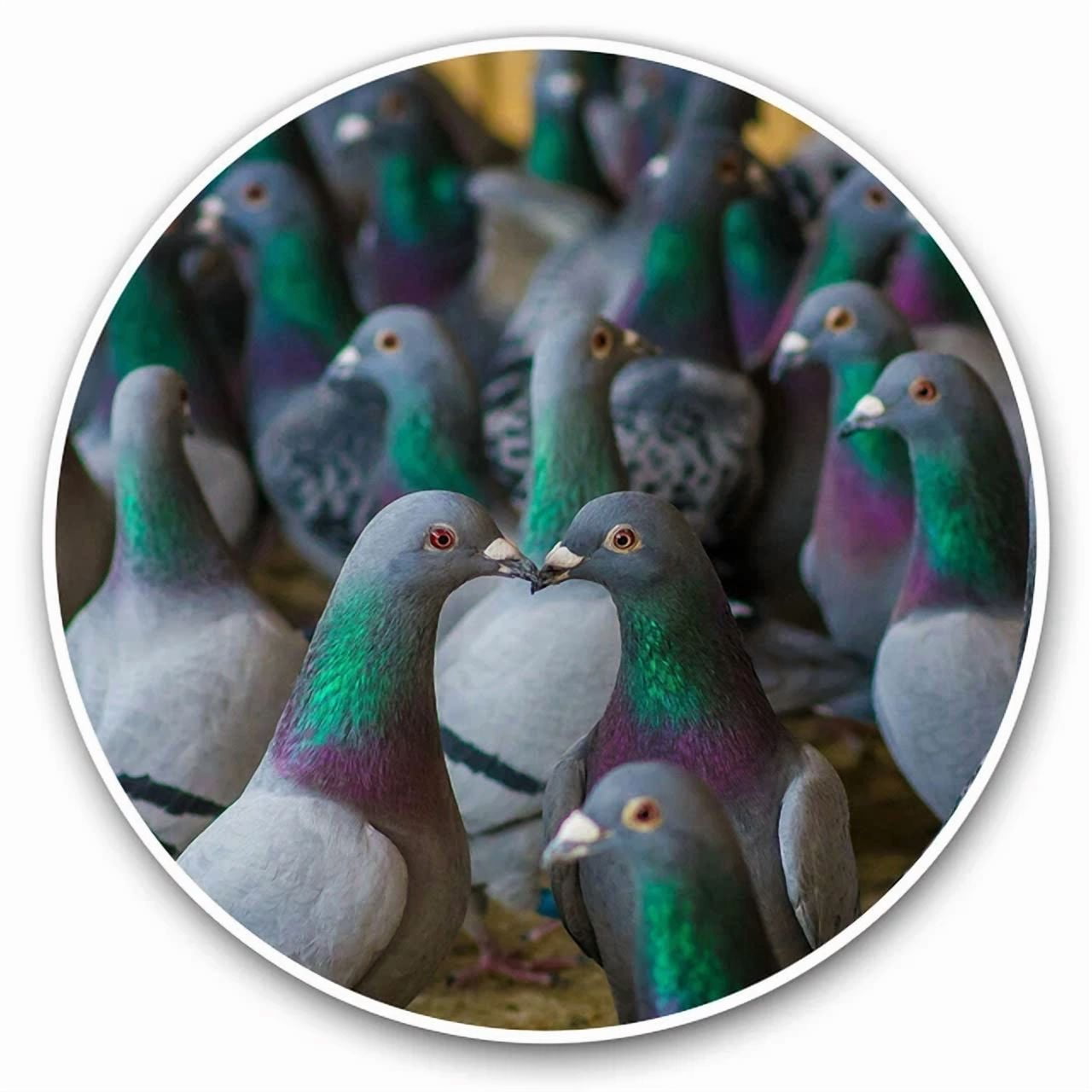 DOPASTICKER Flock Of Grey Green Pigeon Birds Cool Gift Decorative ...