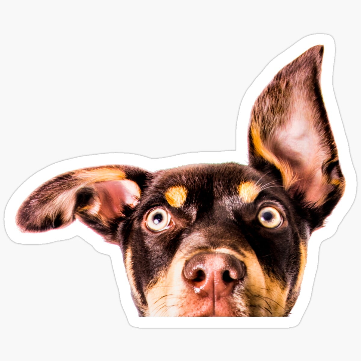 DOPASTICKER Kelpie Peek A Boo Sticker, Waterproof Decal For Pet Lovers ...