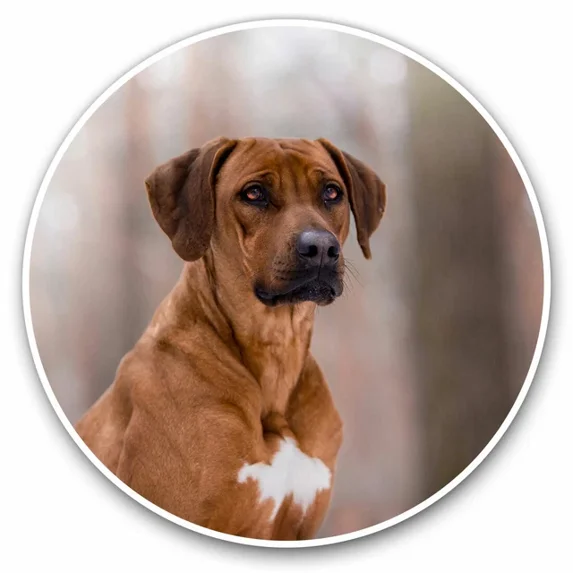 DOPASTICKER Rhodesian Ridgeback Dog Cool Gift Decorative Laptop, Phone ...