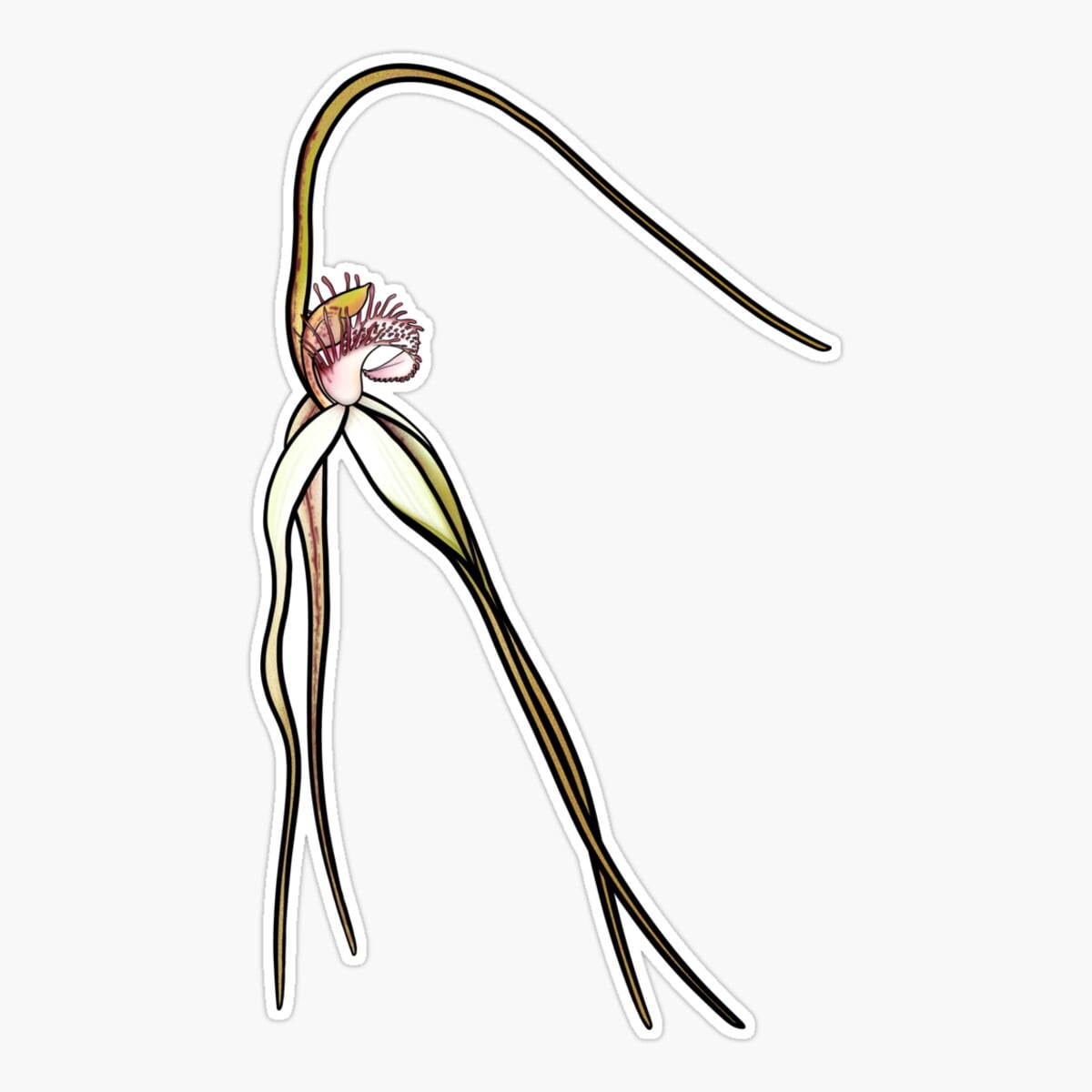 Splendid Sticker DOPASTICKER Splendid Spider Orchid Sticker, Phone Sticker Car Stickers ...