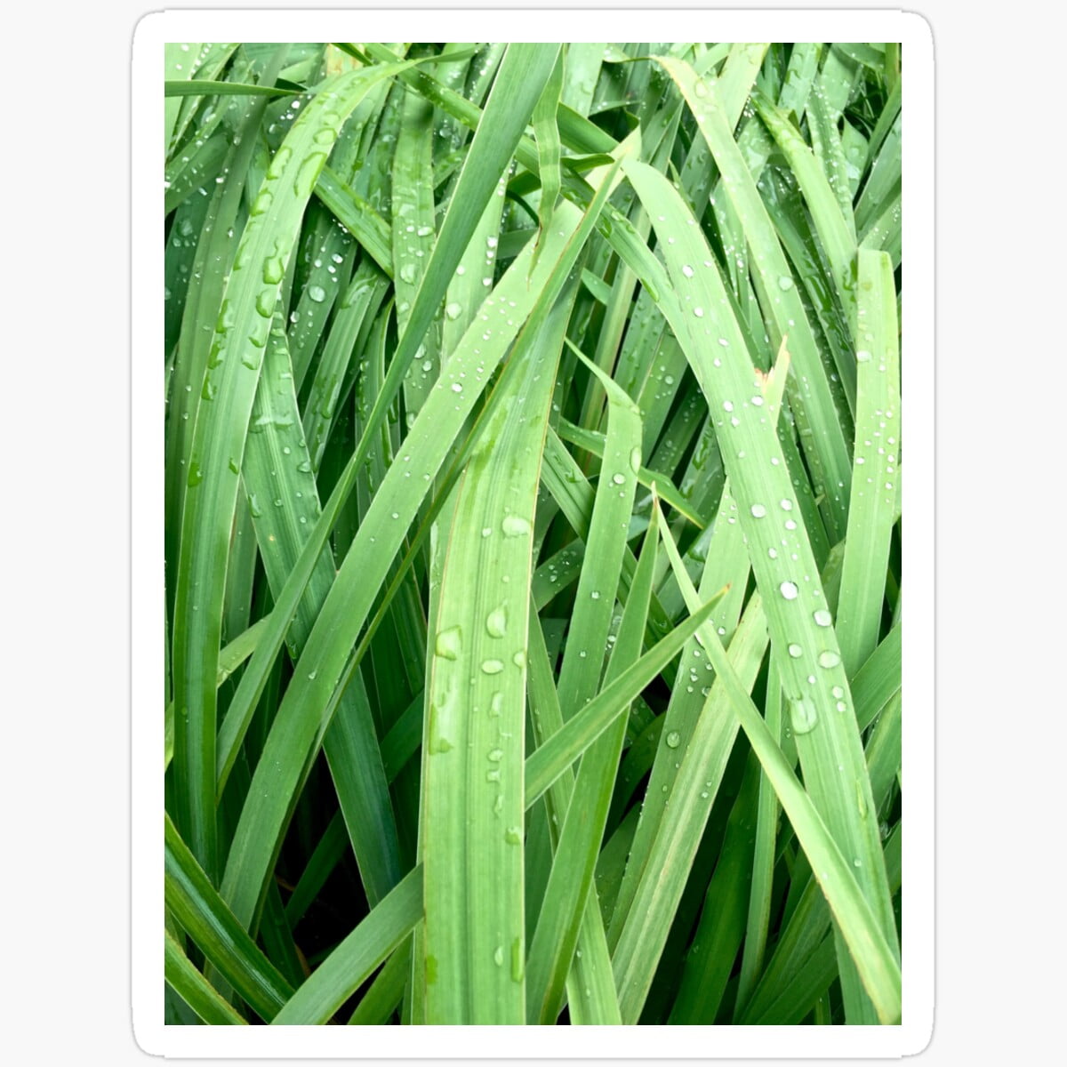 DOPASTICKER Tall Grass With Water Droplets On The Leaves Sticker ...