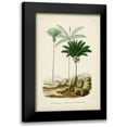 thumbnail image 1 of DOrbigny, M. Charles 11x14 Black Modern Framed Museum Art Print Titled - Antique Palm Collection II, 1 of 5