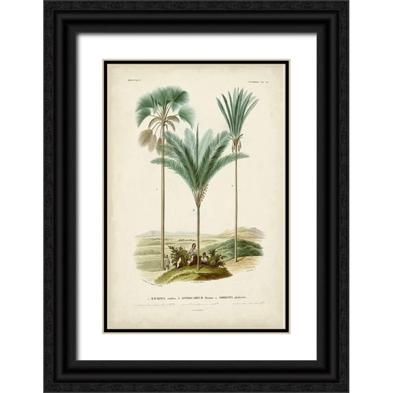 DOrbigny, M. Charles 11x14 Black Ornate Wood Framed with Double Matting Museum Art Print Titled - Antique Palm Collection IX