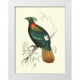 thumbnail image 1 of DOrbigny, M.Charles 19x24 White Modern Wood Framed Museum Art Print Titled - Birds of Costa Rica II, 1 of 4