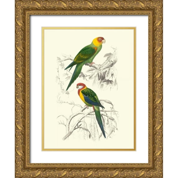 DOrbigny, M.Charles 25x32 Gold Ornate Wood Framed with Double Matting Museum Art Print Titled - Birds of Costa Rica IV