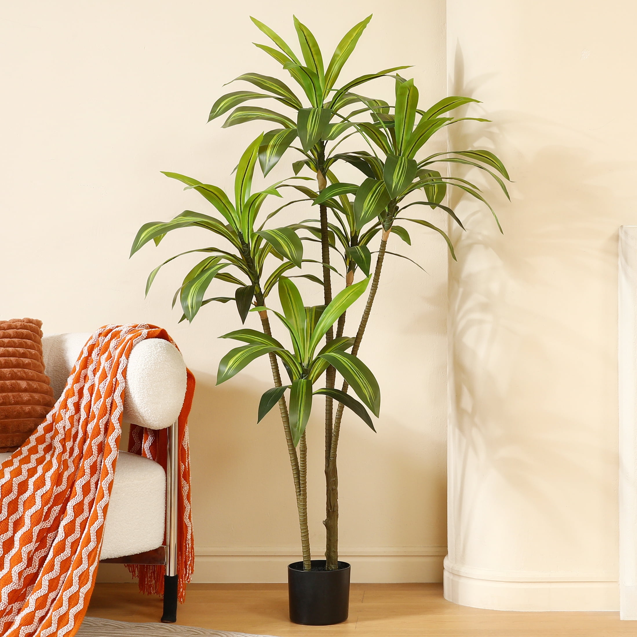 dracaena tree plant Dracaena Marginata Tricolor | Care Guide and Pro Tips - Delivery from  Toronto across Canada main image 0