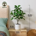 thumbnail image 1 of DR.Planzen Artificial Fiddle Leaf Fig Tree, 25.6 Inch Tall Lifelike Fake Plant in White Pot, Realistic Indoor Ficus Lyrata for Home Office Living Room Decor, 1 of 8