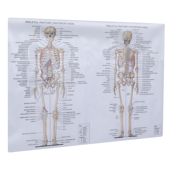 DRAFIDEEP Muscle Anatomy Poster 1Pc with Clear Labels for School, Laboratory, Classroom, and Educational Use