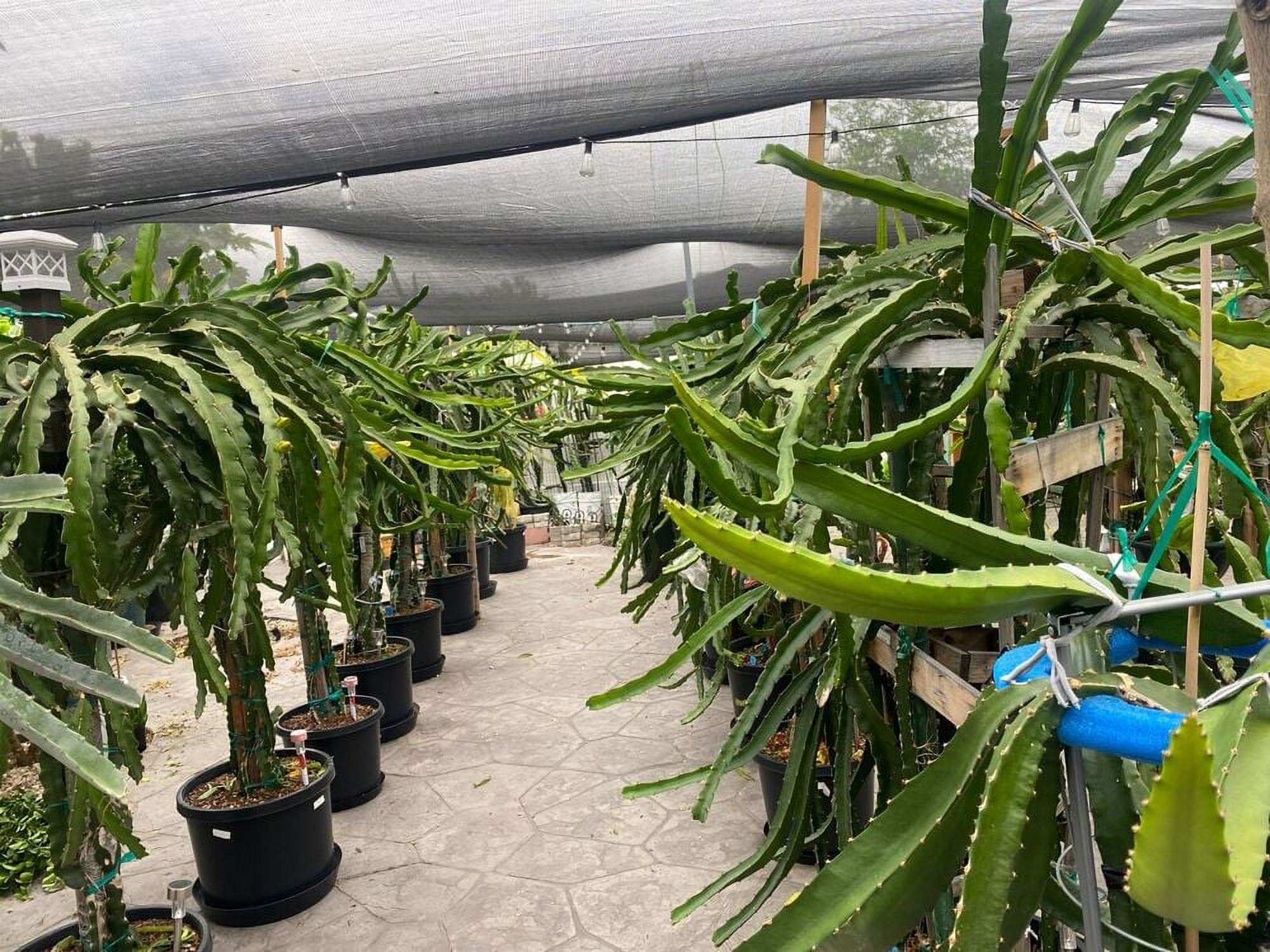 DRAGON FRUIT CUTTINGS MULTIPLE VARIETIES 10 12 SIZE Walmart dragon-fruit-cuttings-multiple-varieties-10-12-size-walmart