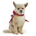 thumbnail image 1 of Vibrant Life Halloween Dragon Rider Costume for Dogs and Cats, Multicolor, XS, 1 of 7