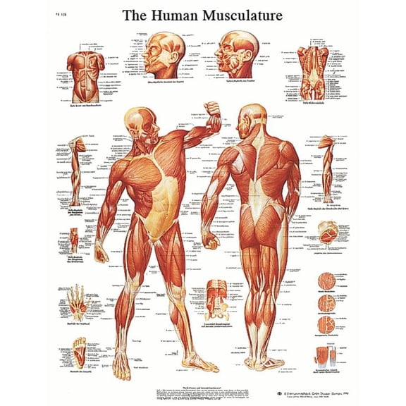 3B Scientific VR1118L Human Anatomy - Human Musculature Chart, Laminated Version
