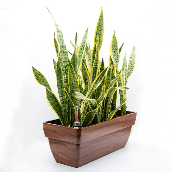DTYStore DTY Signature Rectangular Planters