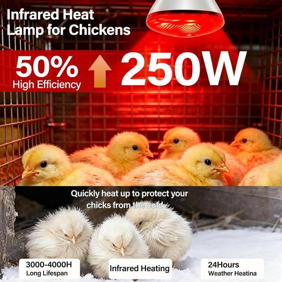 DUKOU 250W Chicken Heat Lamp Bulbs,2 Pack Infrared Heat Lamp for Chickens,Heat Light Bulb for Brooder Coop,Food Service,Chicks,Pet,Reptile Red Heat Lamp Bulb