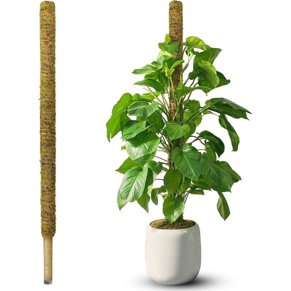 DUSPRO 59 Inches Non-Bendable Pole for Big Plants, Large Moss Pole for Plants Monstera, Plant Stakes for Indoor Plants, Monstera Plant Support, Plant Pole for Big Climbing Plants Indoor (1pc., 59'')