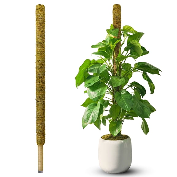 DUSPRO 59" Natural Large Moss Pole for Big & Mature Plants, Forest Moss Surface, Monstera Plant Support, Rigid Stakes for Indoor Plants, Plant Pole for Climbing Plants with Larger Stems (1pc.)