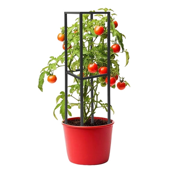 Dragon Fruit Trellis for Climbing Plants Indoor Outdoor Metal Support Frame For Tomatoes Eggplants Bell Peppers (11.8*11.8*47.24 inch, Black)