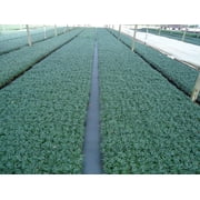 DWARF MONDO GRASS 50 PIPS