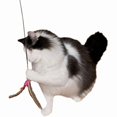 thumbnail image 1 of Da Bird Wand Cat n Around Wands, 1 of 1