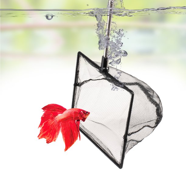 DaToo 6 Inch Aquarium Fish Net for Betta Fish Tank Nano Nylon Net with  Extendable Handle 10-25 Inch, 1 Yr Warranty