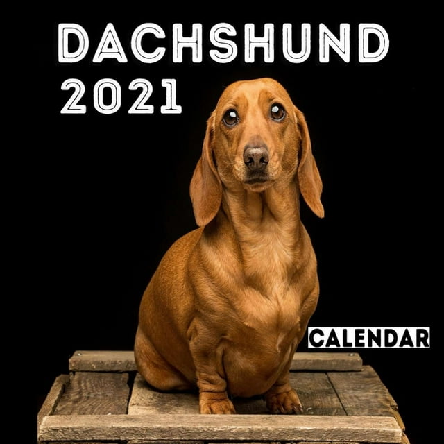 Dachshund 2021 Calendar Cute Dachshund, Cute Dachshund Photos Monthly