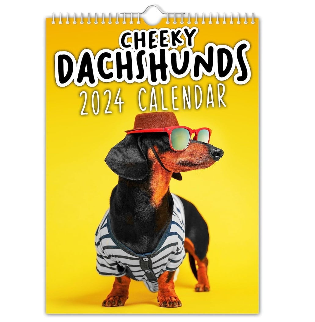 Dachshund Calendar 2024 Monthly Wall Calender Dachshund 2024 Calendar