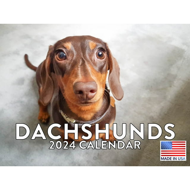 Dachshund Calender Dachsund Dog Lovers Gifts 2024 Wall Calendar