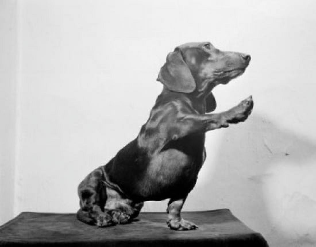 Dachshund Canvas Art - (18 x 24)