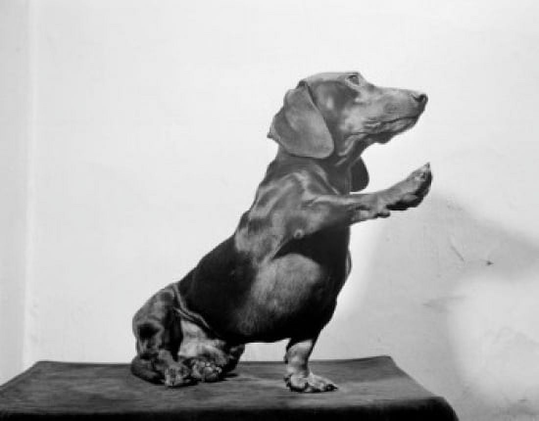 Dachshund Canvas Art - (24 x 36)