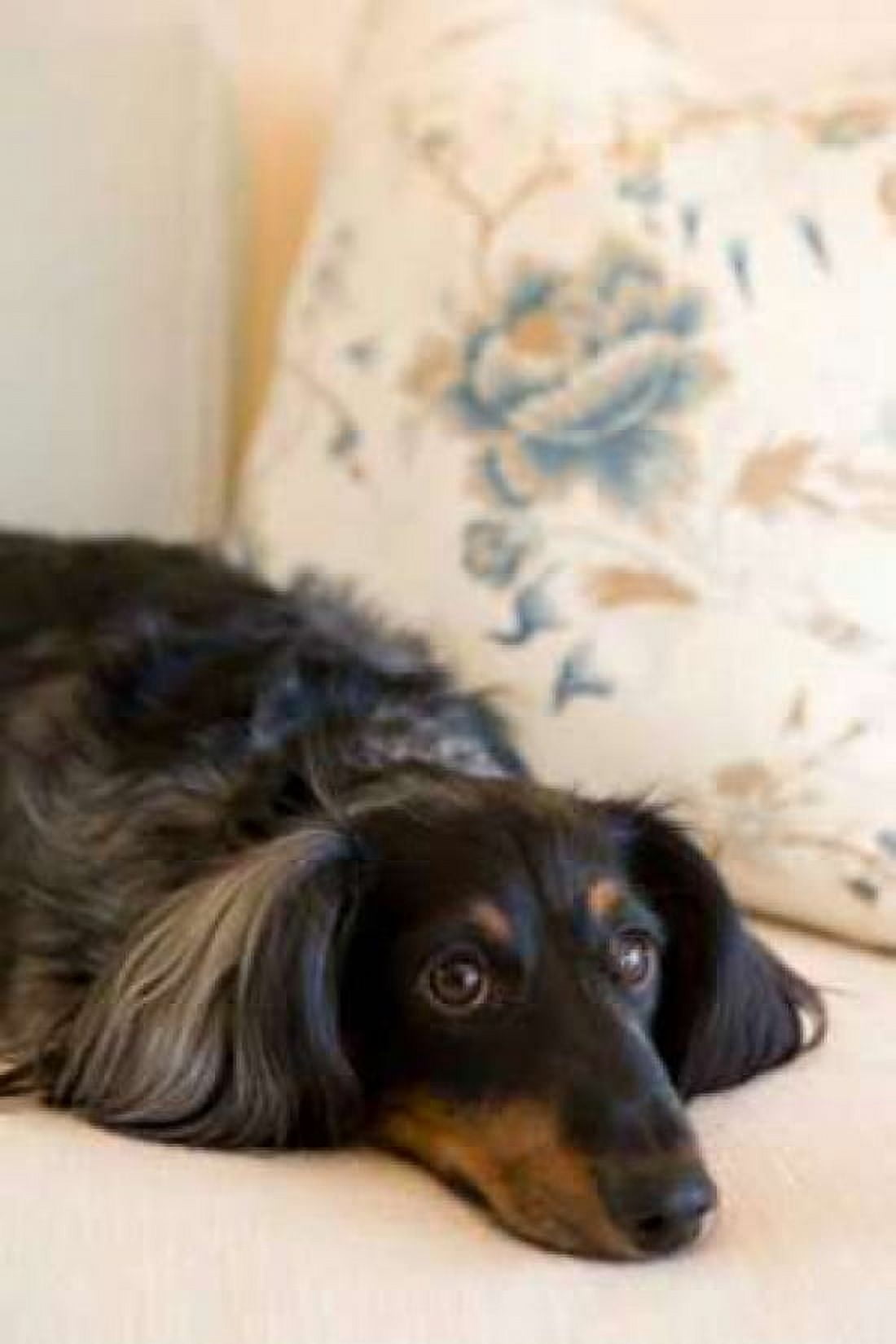 Dachshund Canvas Art - Karyn Millet (24 x 36)